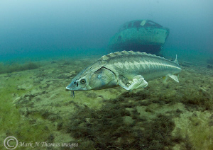 Diamond sturgeon in quarry, March 2011, 6'C.
D3 15mm. by Mark Thomas 